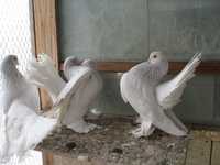 Статные голуби (продажа)