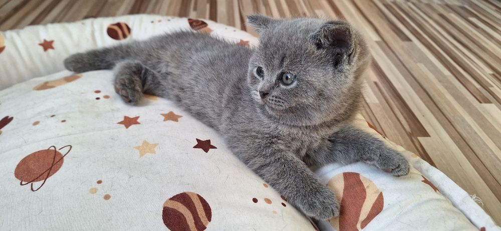 Британски котета