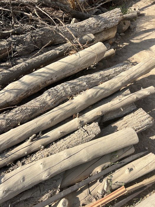 Sosna yog‘ochlari sotiladi!