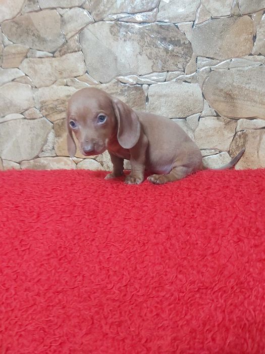Pui teckel roscat mascul