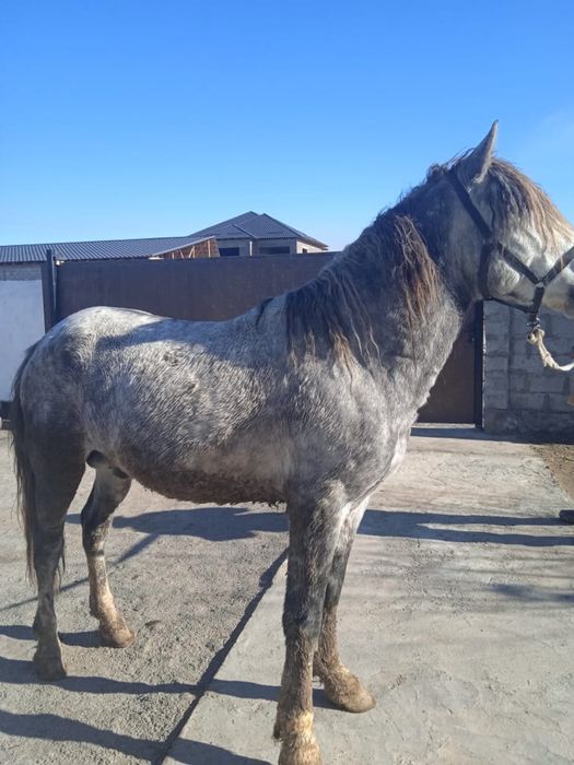 Жылқылар сатылады, Лошади