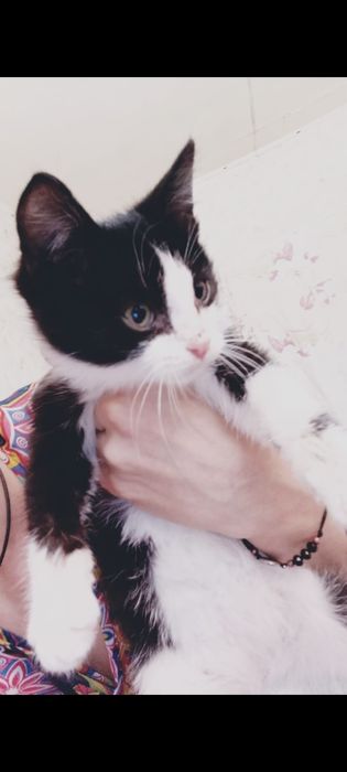 Котята в хорошие руки