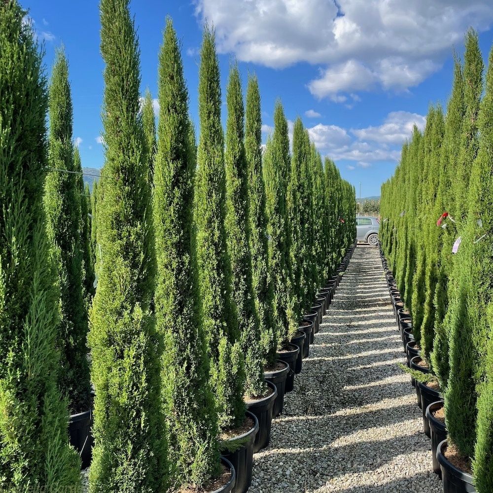 Vand chiparos italian ( de italia, totem, sempervirens  )