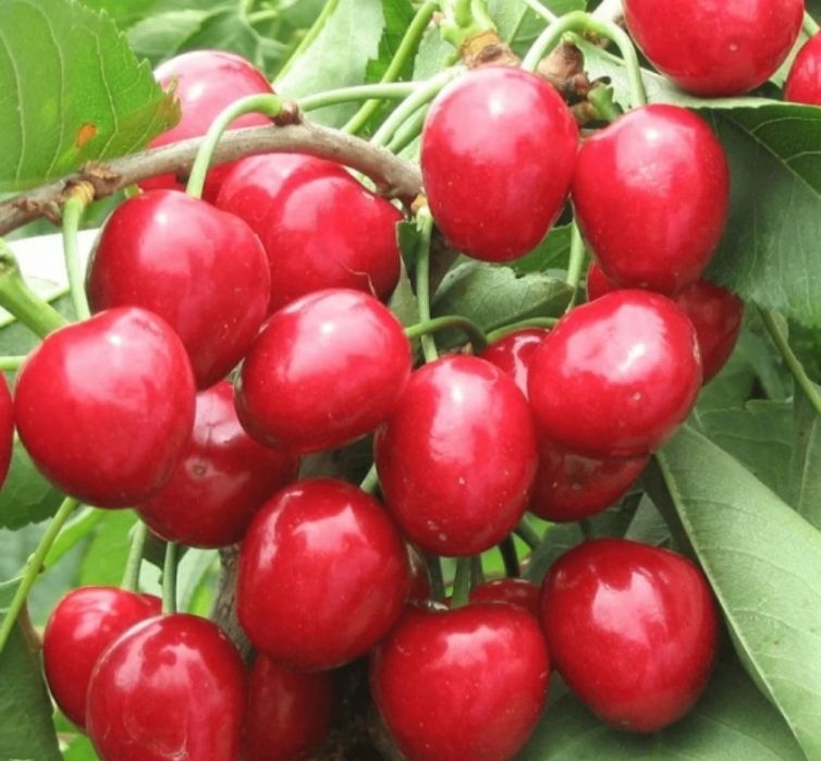 Pomi Fructiferi Clasici