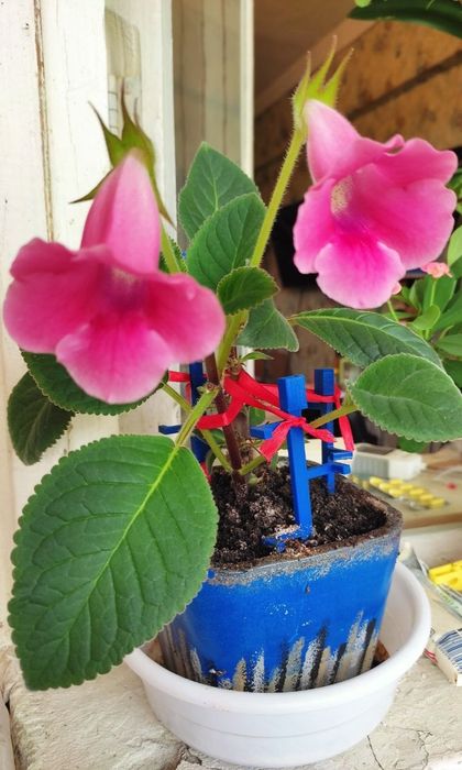 Комнатные цветы. Глоксинии, тидея