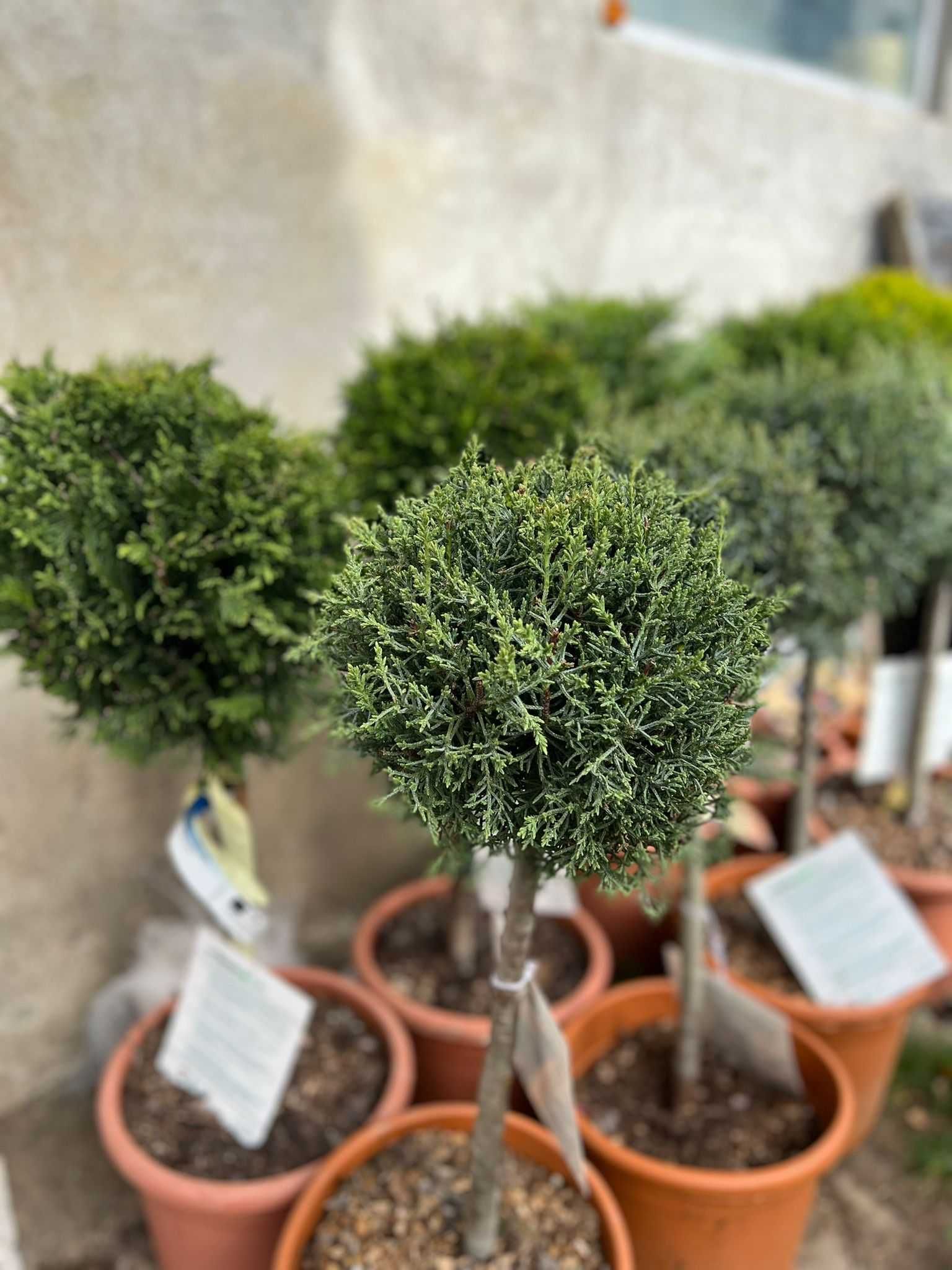 Plante ornamentale de calitate