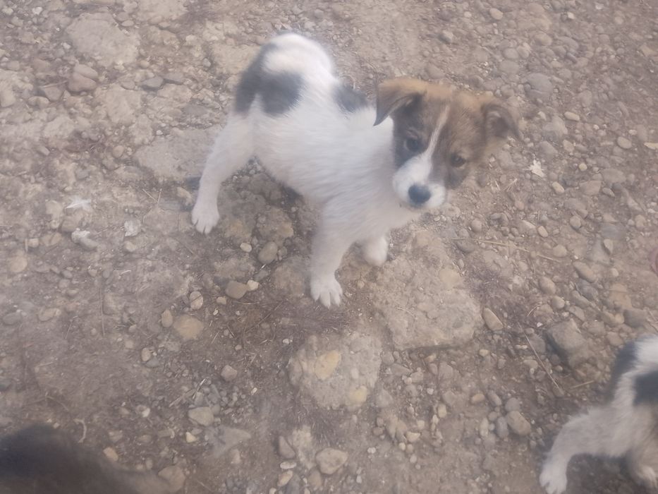 Dau  căței spre adopție căței de rasă ciobănească