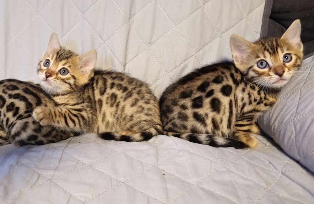 Bengaleza Hipoalergenic cu pedigree felisa