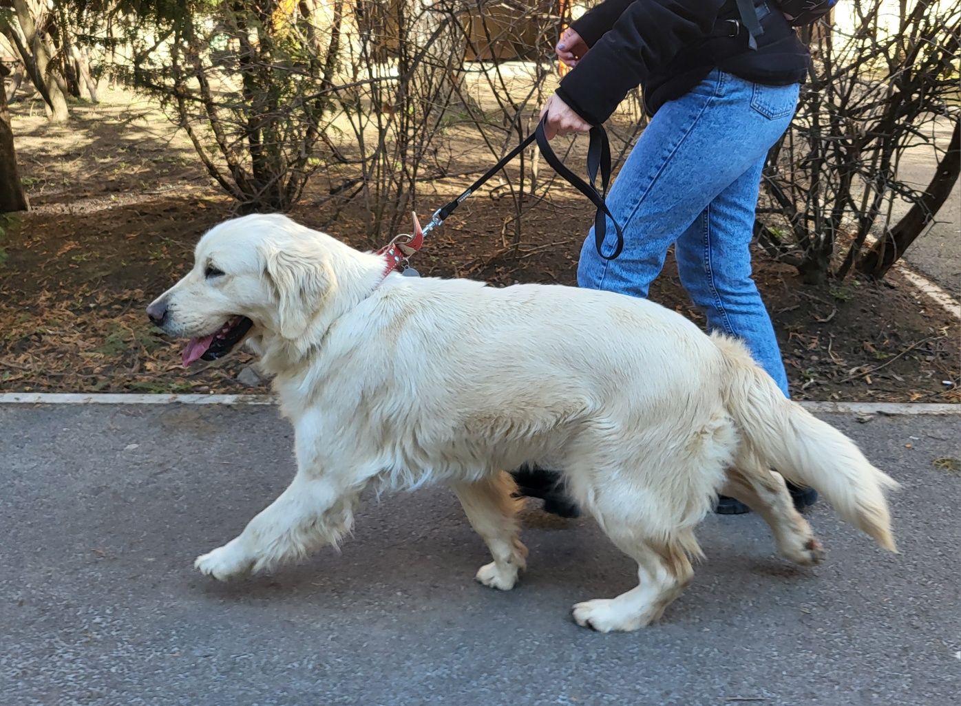 Golden retriever femelă