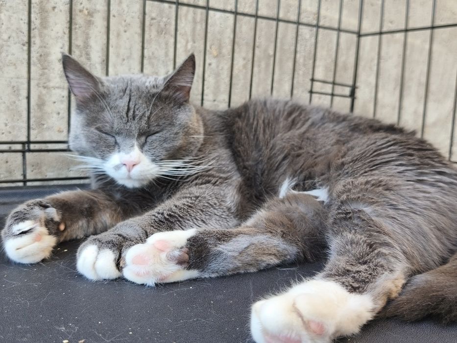 Котик Мультик в поиске дома