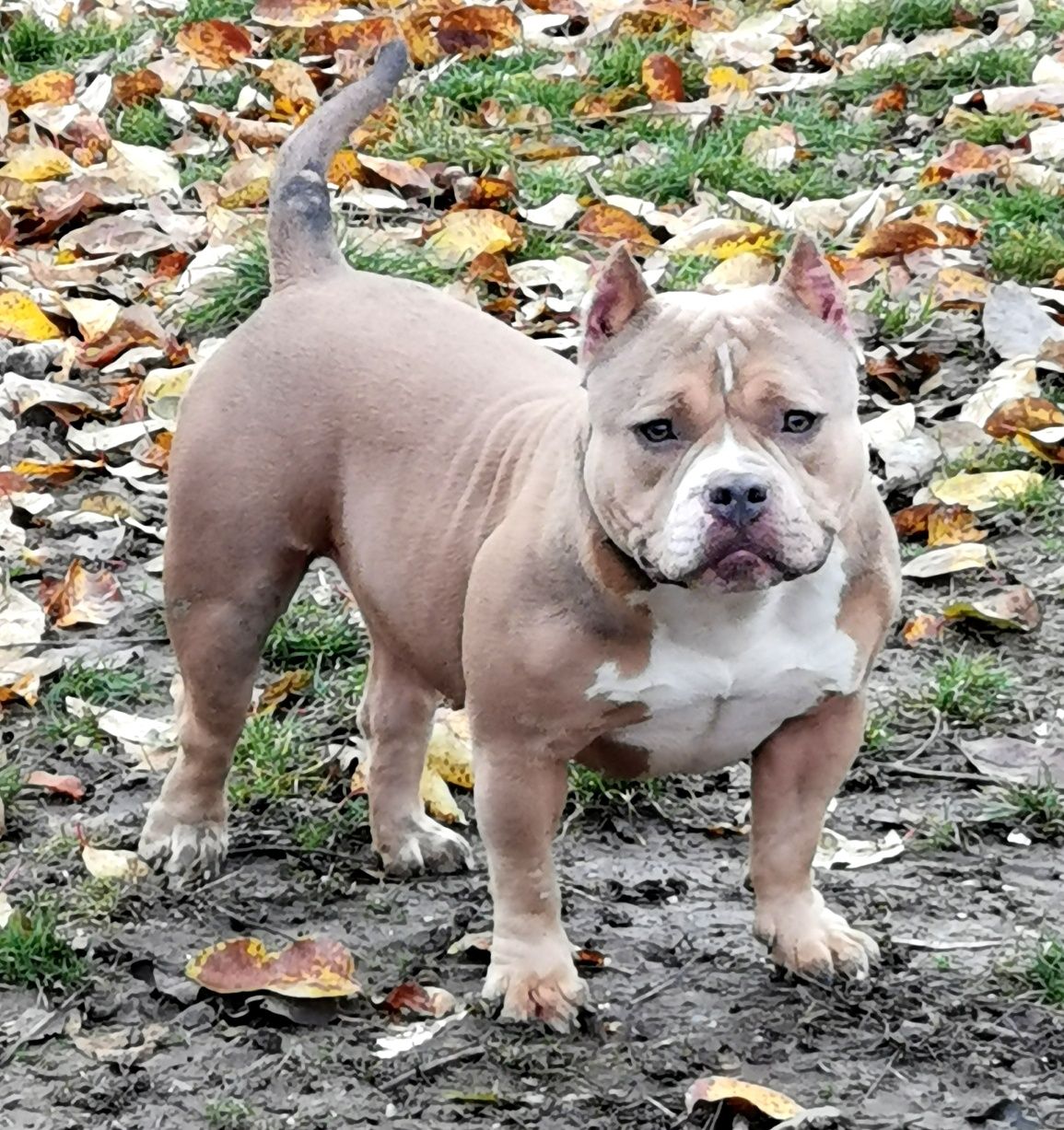 American bully femelă super ped ABKC