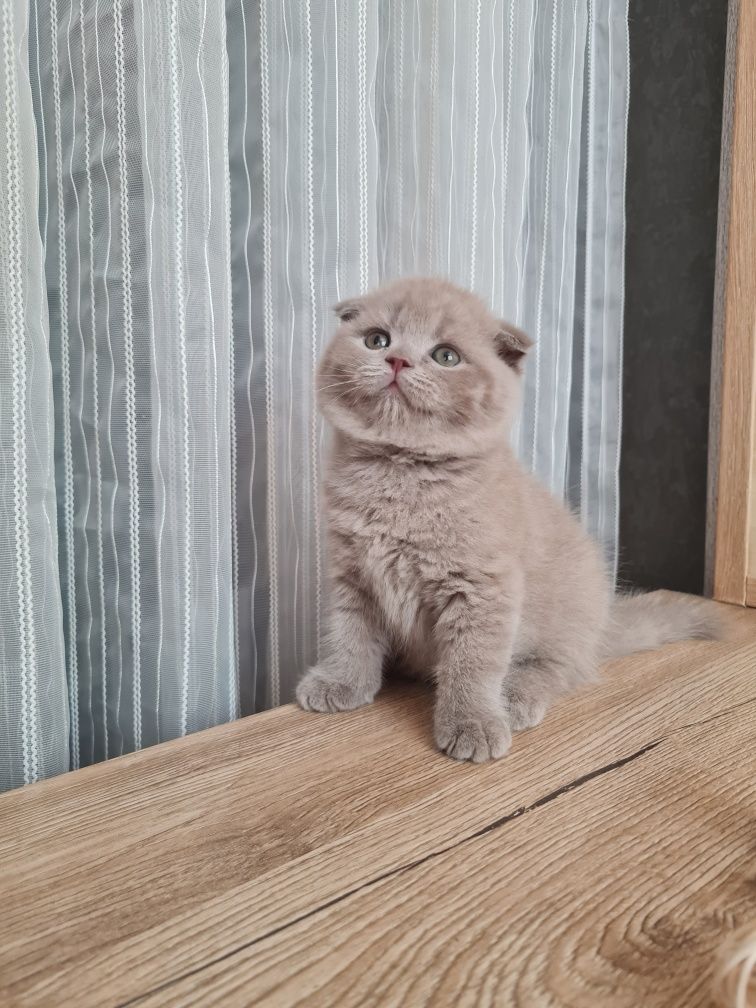 Продается девочка скоттиш фолд
