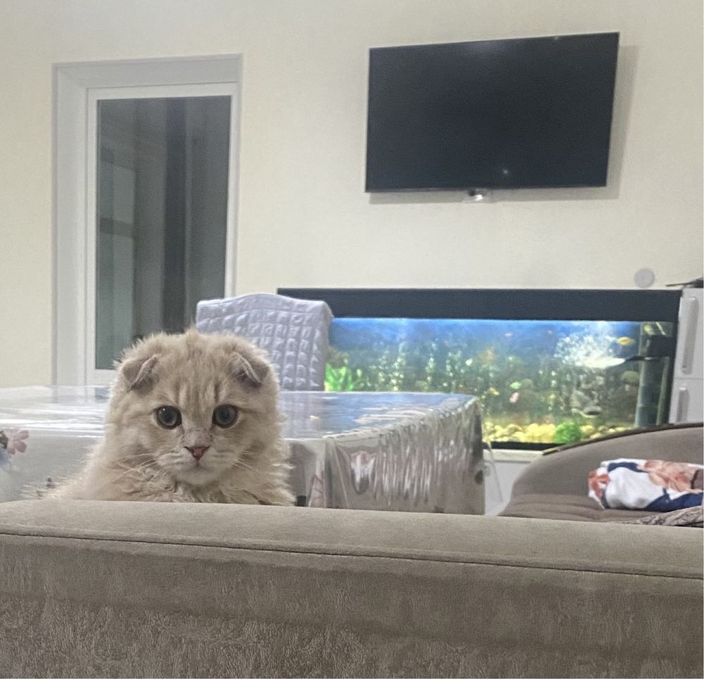 Кот для вязки, шотландец