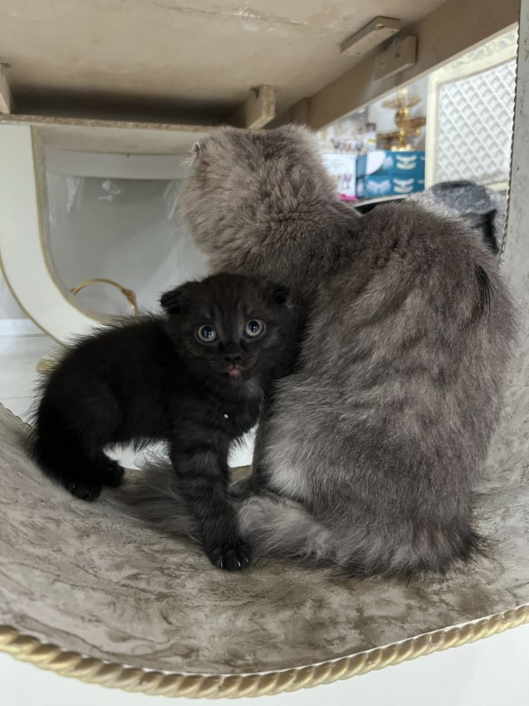 Котенок вислоушки