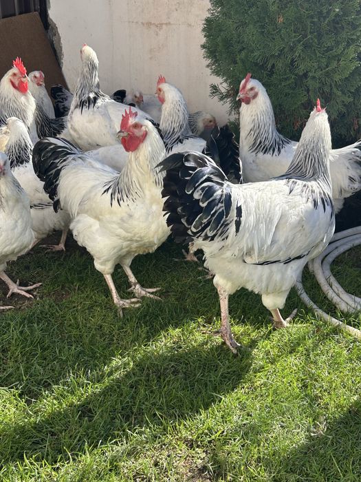Cocosi sussex de vanzare