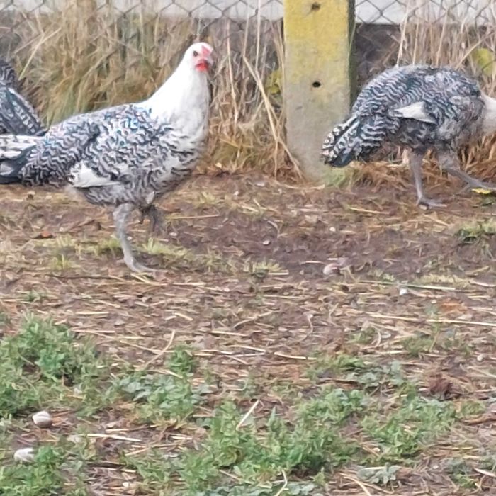 Продавам вествалски петлета