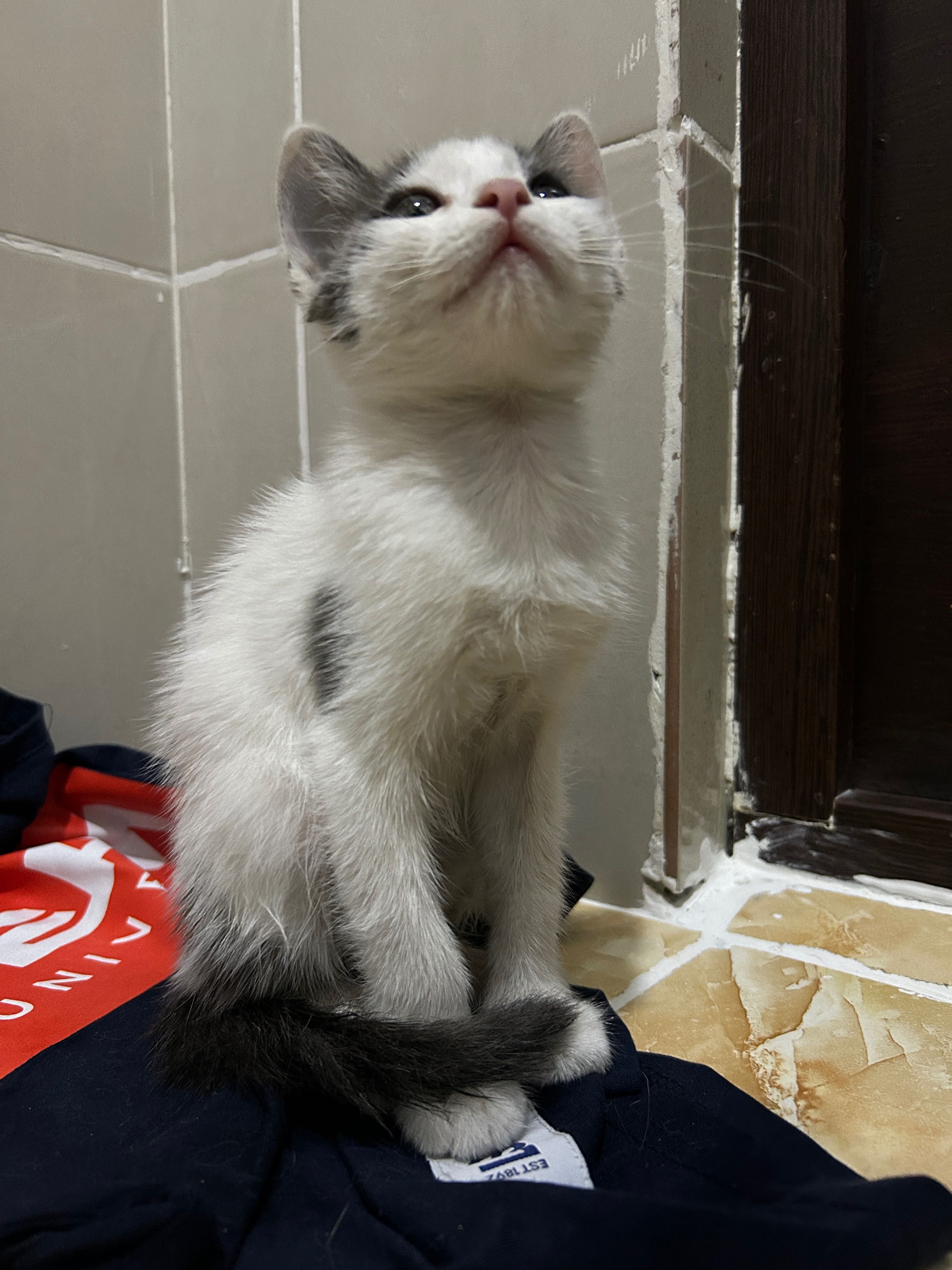 котенок 2.5 месяца