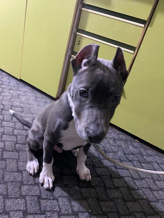 Продаётся пидбуль