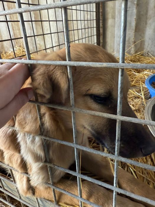 Щенята и сОбаЧки ждут СтаРых или более ответственных новых хозяев