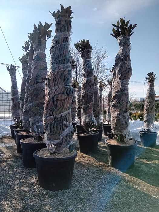 Plante ornamentale direct din pepeniera