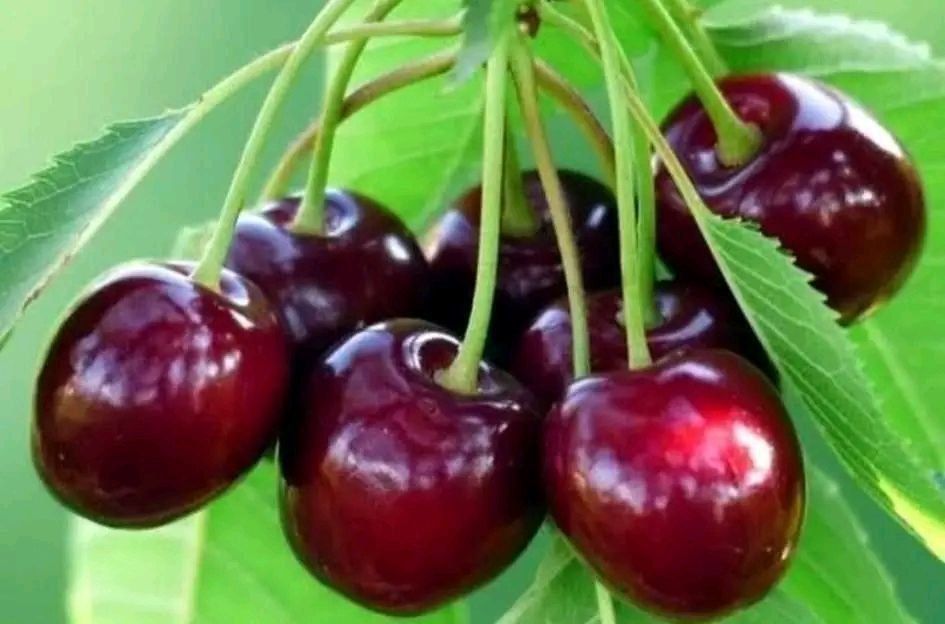 Sifatli mevali ko‘chatlar bor