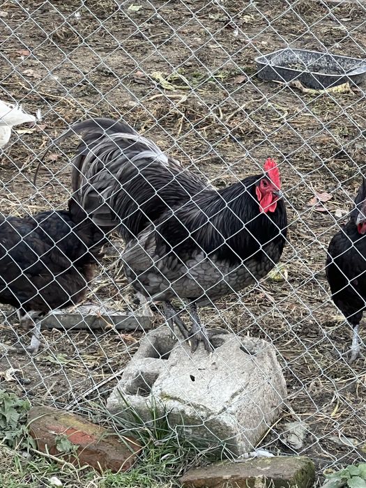 Cocosi australorp