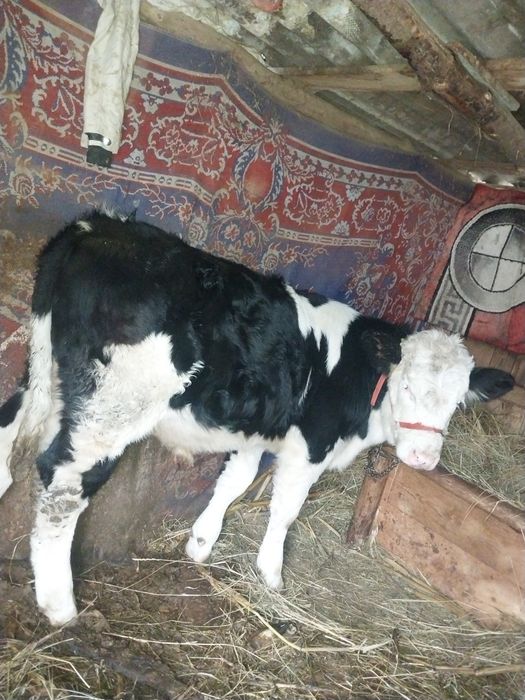 Vțel de vanzare detalii la cerere