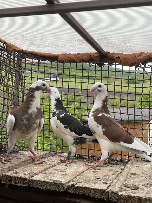 Vand  voiajori germani, pui. (simi)