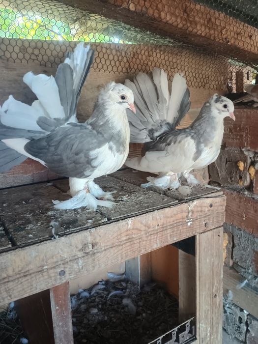 Индийски фенерлии