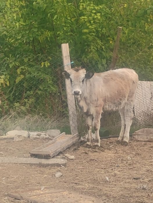 Продавам женско  теле