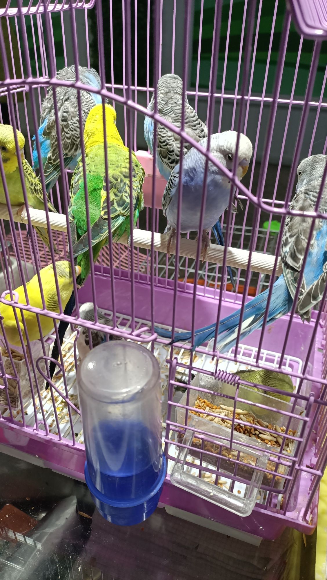 Волнистые попугаи, малыши