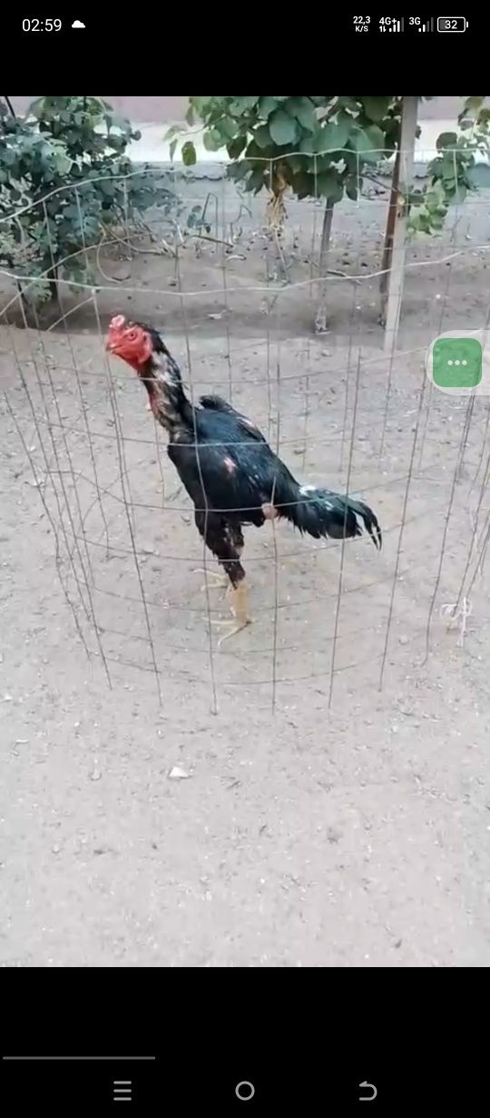 Juja sotiladi pista tumwiq yirigidan tengiga quyib ovurasila 1 ta ying