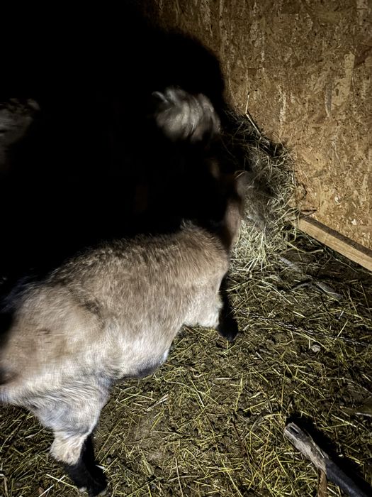 De vanzare !!! Se vand impreuna la pachet