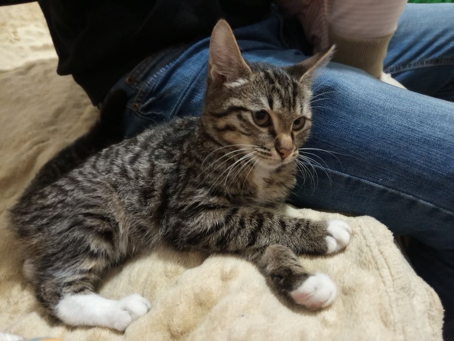 Котенок в добрые руки