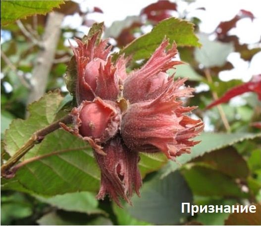 Продам один сажанец фундука