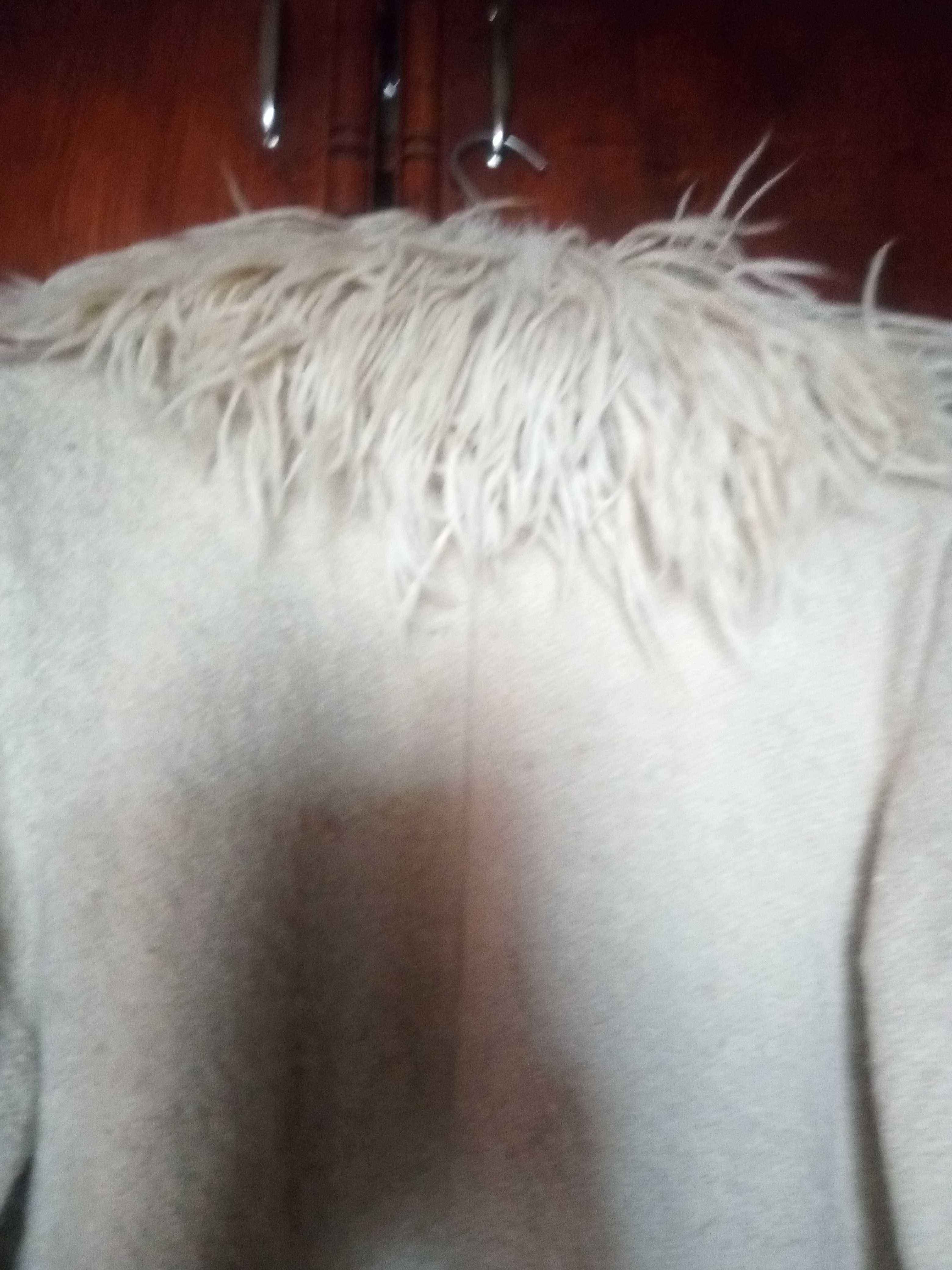 Palton din lana, model traditional