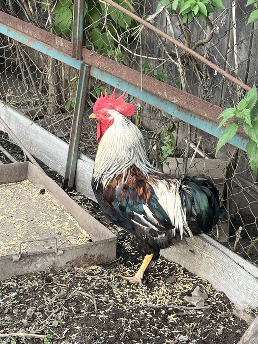 Ratoi si cocosi de vanzare