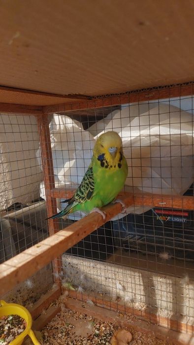 Волнистый попугай мальчик