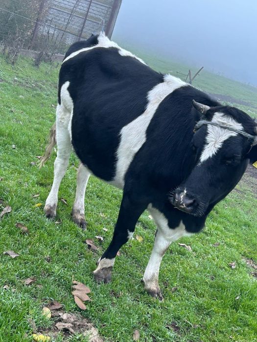 Vând vițea gestanta în 5 luni