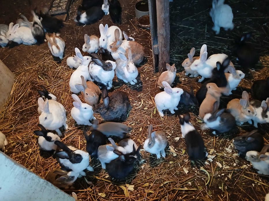 Vand iepurasi de casa