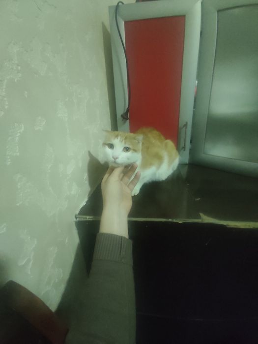 Skoch mushu sotiladi