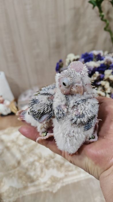 Продаются птенцы Ананасовой Пирруры.