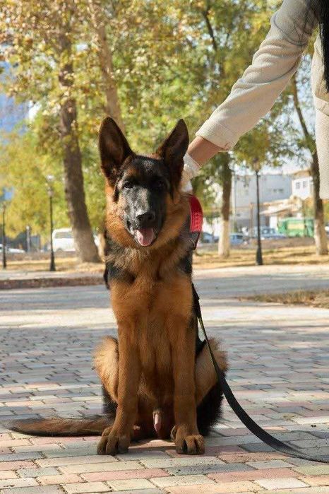 Щенки Немецкой овчарки Одинцовой И.