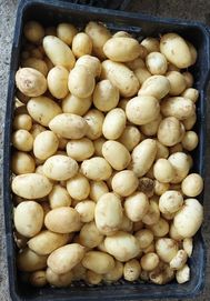 Пресни био картофи