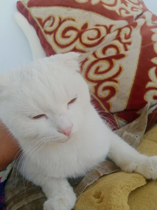 Кое мани кошка продается