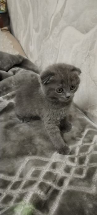 Продаются котята скотиш фолд и страйд