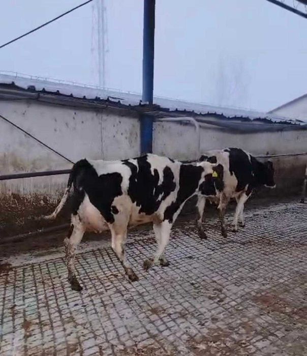 Femele- Holstein - Vaci in lactatie