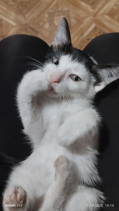 Отдам кошечку в добрые заботливые руки