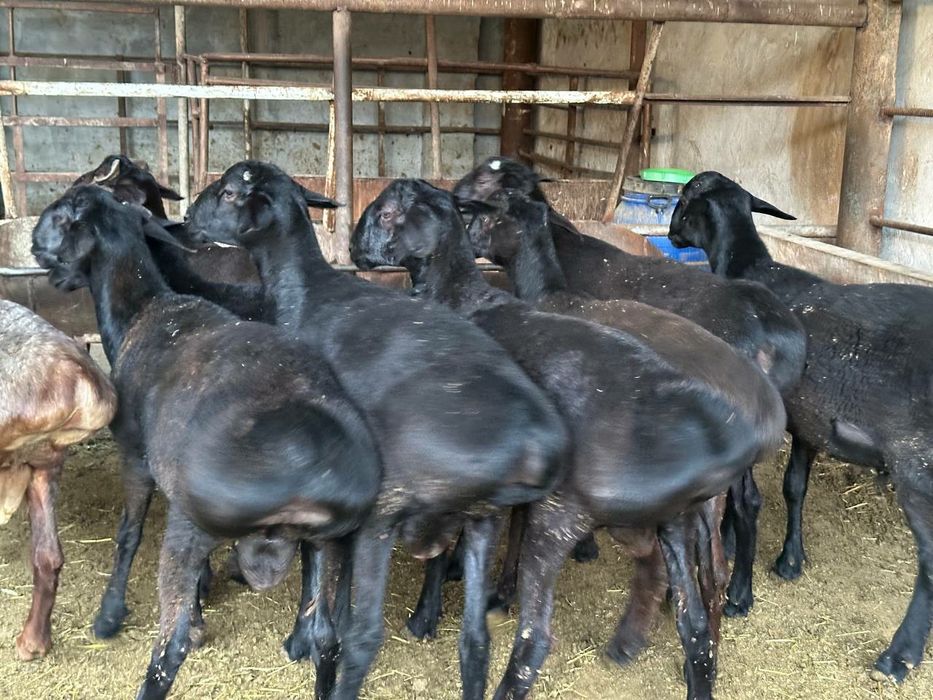 Qocqorla sotiladi aqiqa ehoson uchun