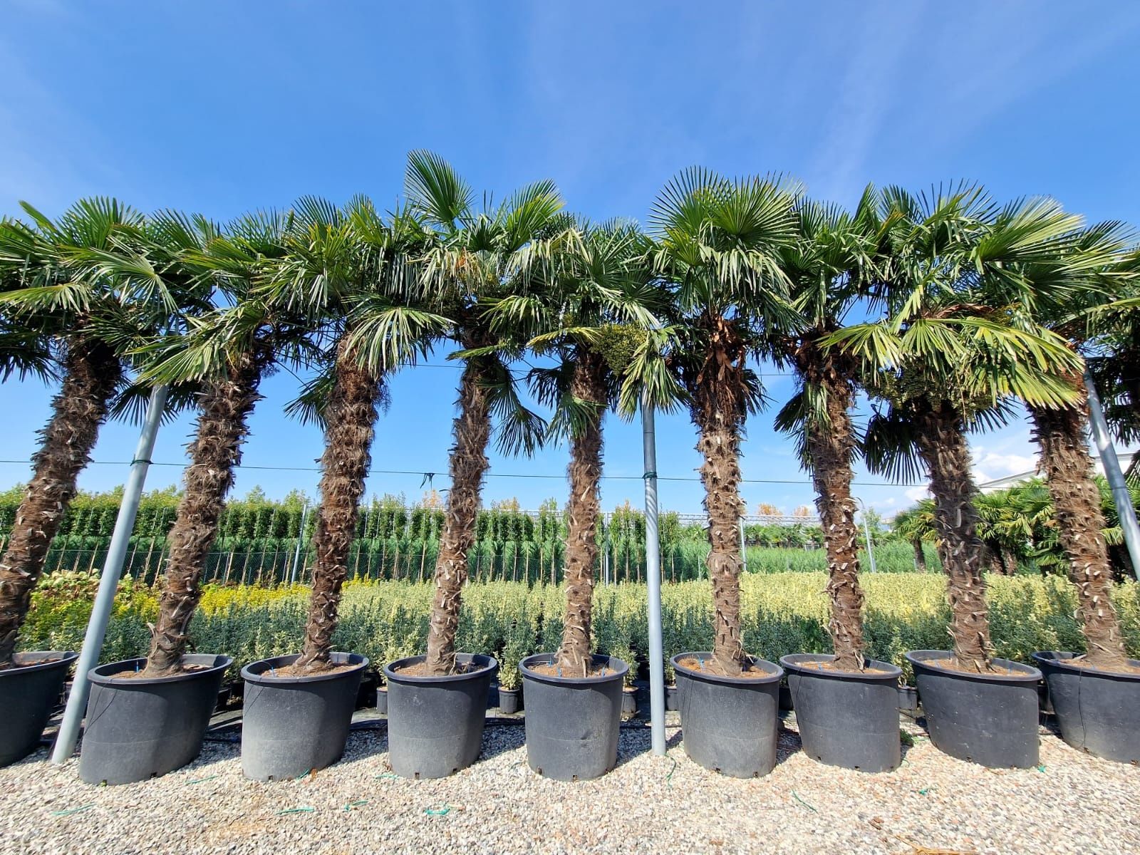 Palmier 3m - 5m rezistent la îngheț, pentru exterior,  plante exotice.